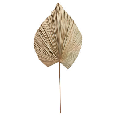 Palmblad Fan Naturel product
